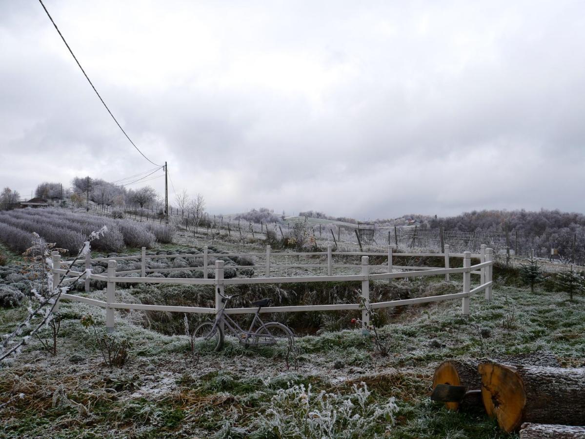 Bed and Breakfast Rose Hip Hill Farm Valea Tirnei Exteriér fotografie